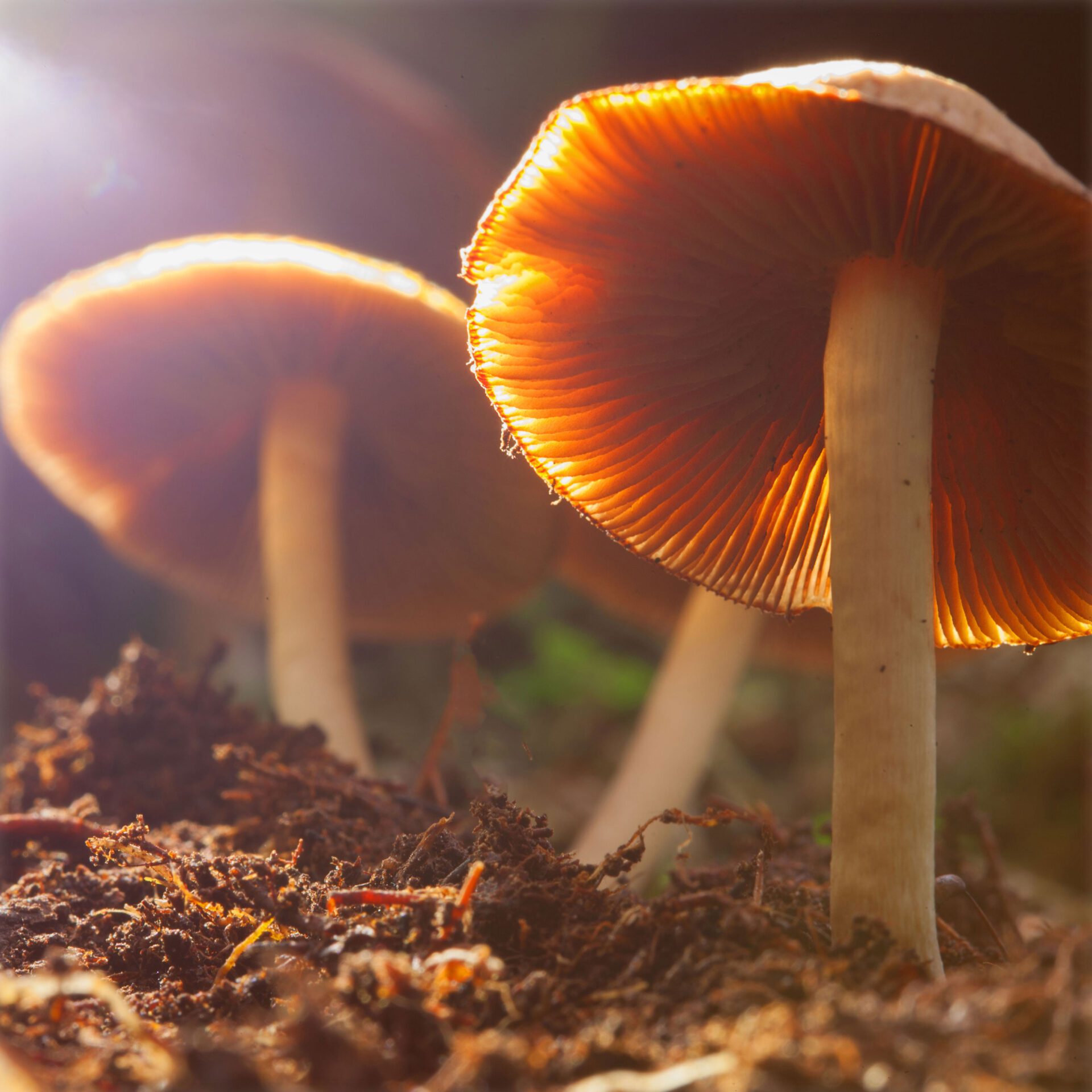 Spiritual Mentorship and Transformative Psilocybin Private Retreats